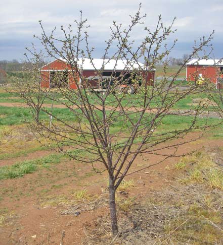 Cherry tree