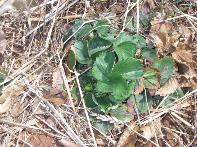 strawberry plant