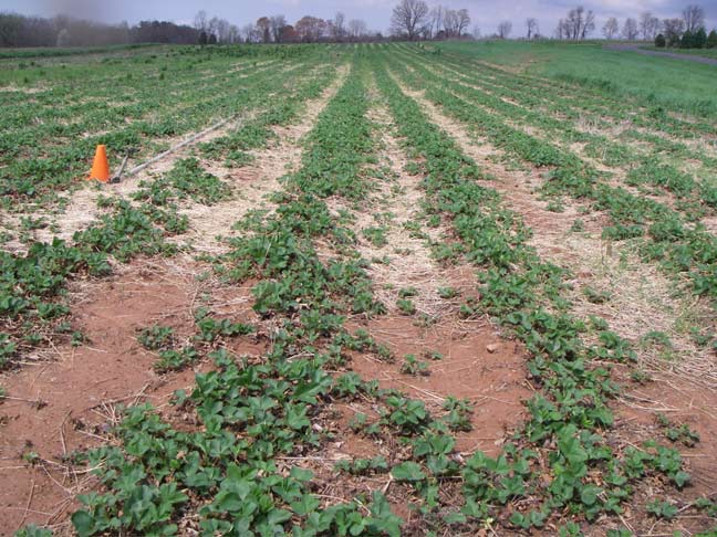 strawberry field