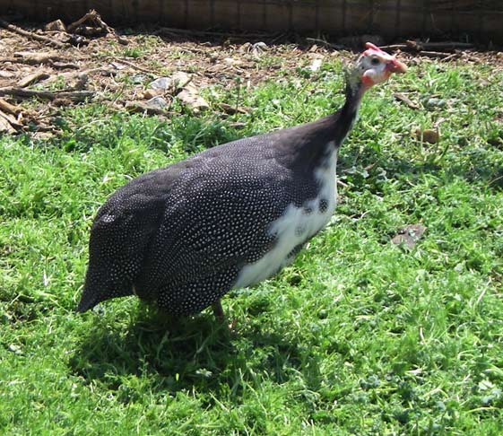 guinea fowl