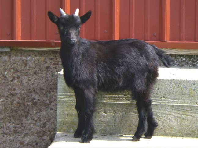 black goat