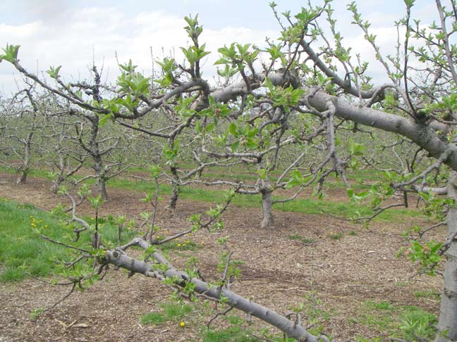 apple orchard