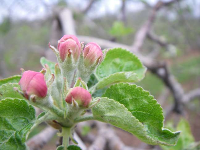 apple buds