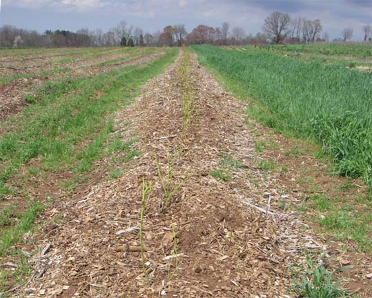 blueberry rows