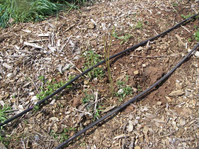 blueberry rows