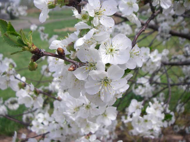 cherry blossoms