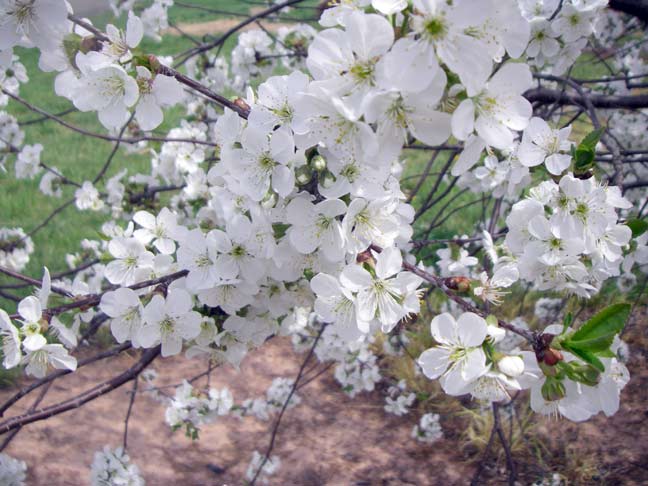 cherry blossoms