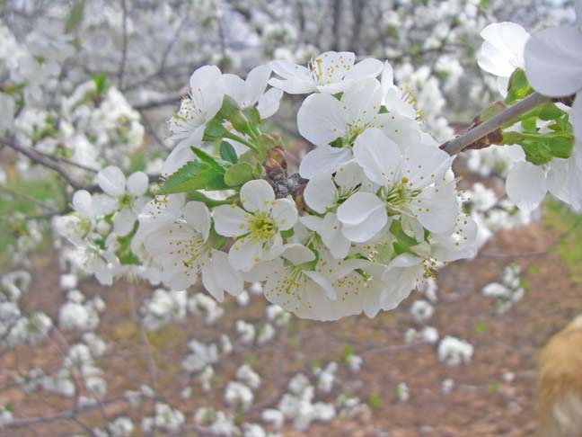 cherry blossoms