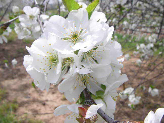 cherry blossoms