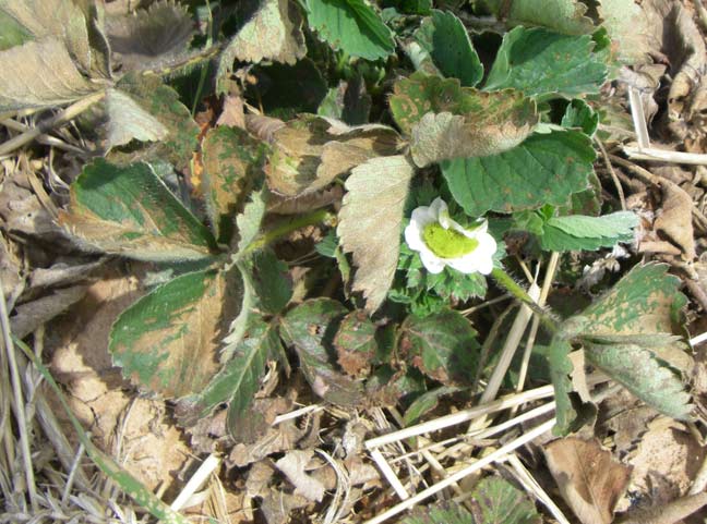 strawberry blossoms