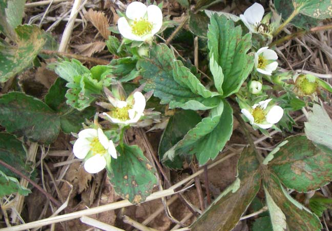 strawberry blossoms