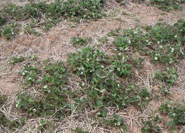 strawberry rows