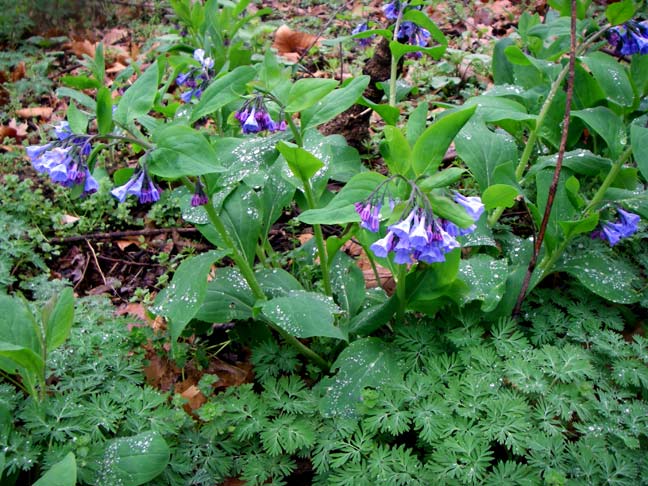 Blue bells