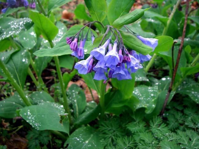 Blue Bells