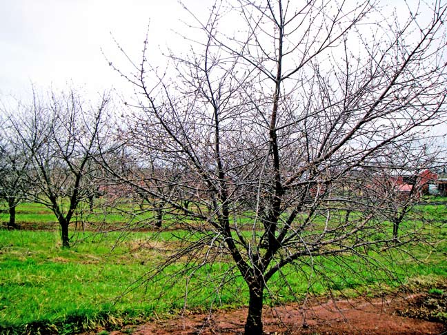 Cherry trees