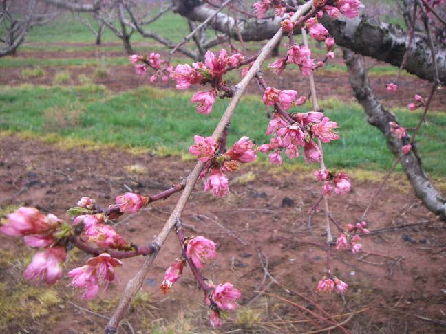 Peach blossoms