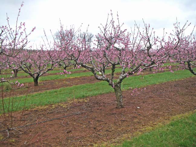 Peach blossoms