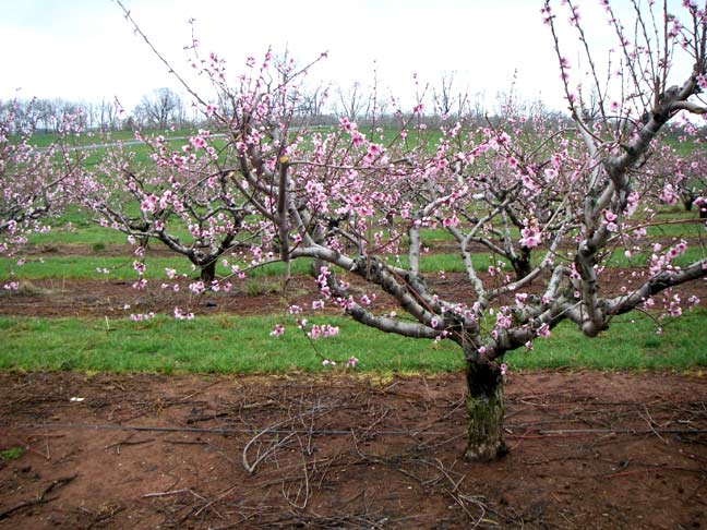 Peach blossoms