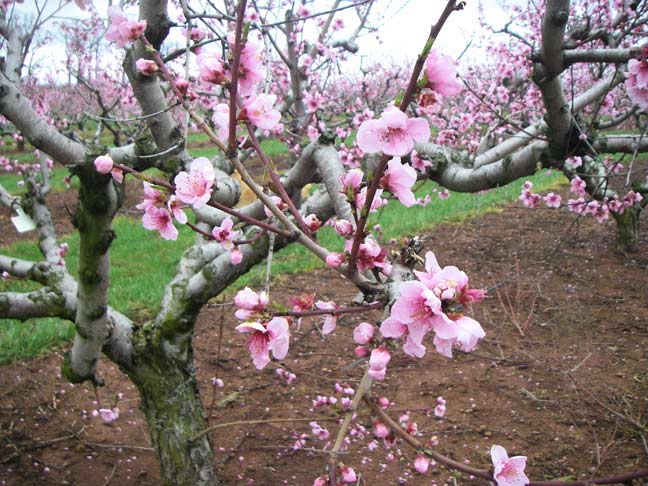 Peach blossoms