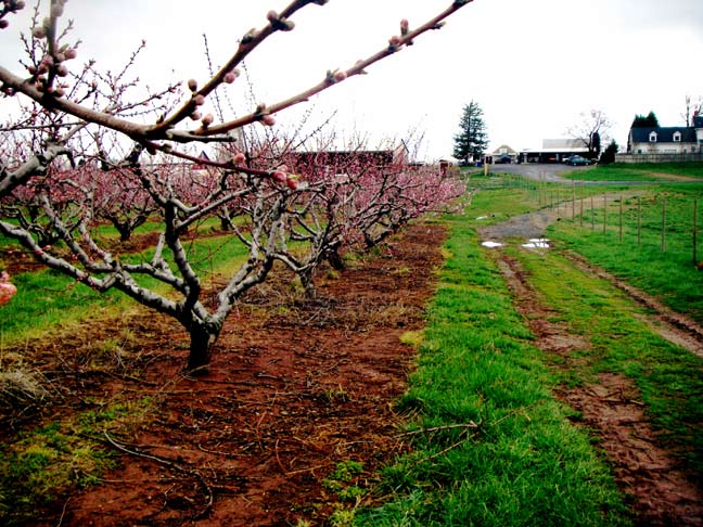 Peach blossoms