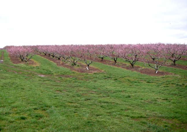 Peach orchard