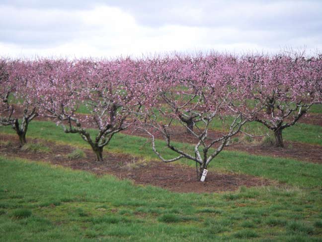 Peach orchard