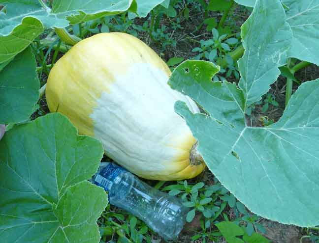 odd shaped pumpkin