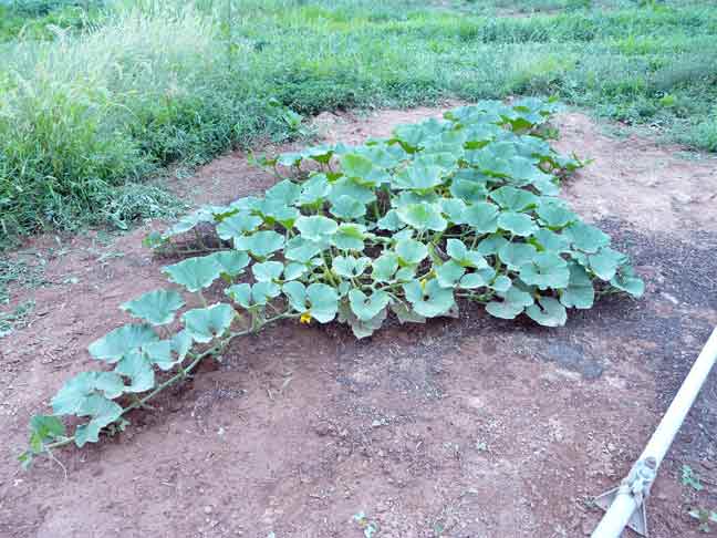 big pumpkin plant