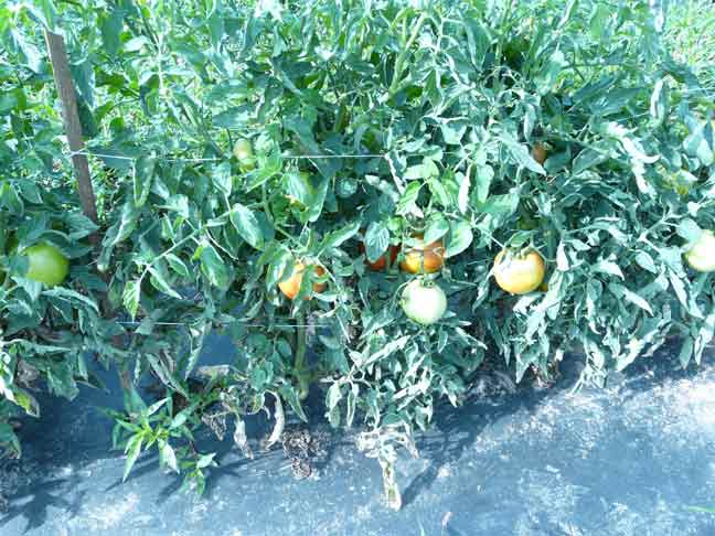 tomato plants