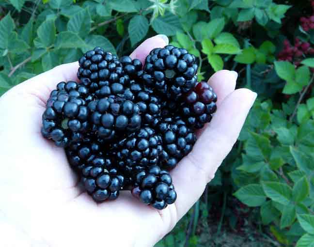blackberries