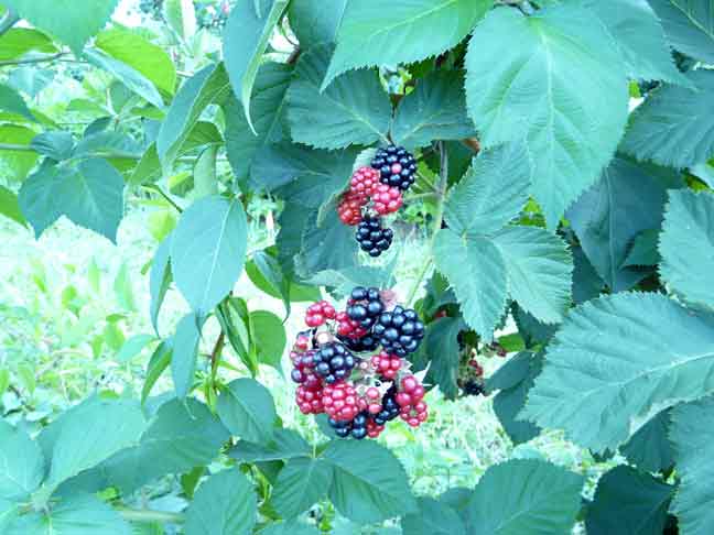 blackberries