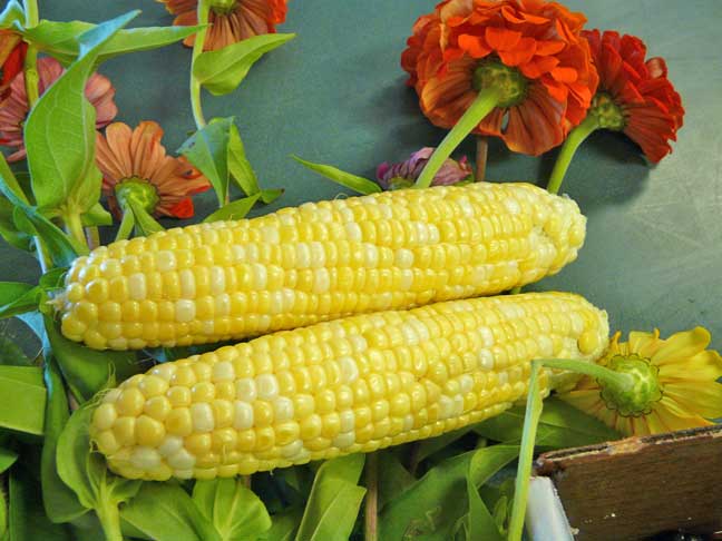 bicolor corn