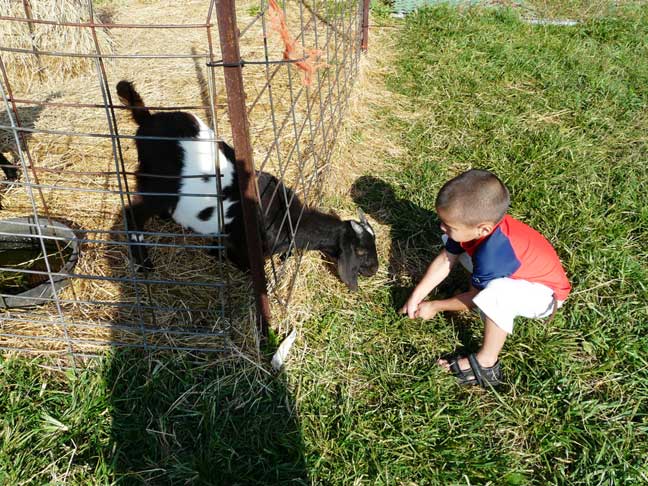 boy and goat