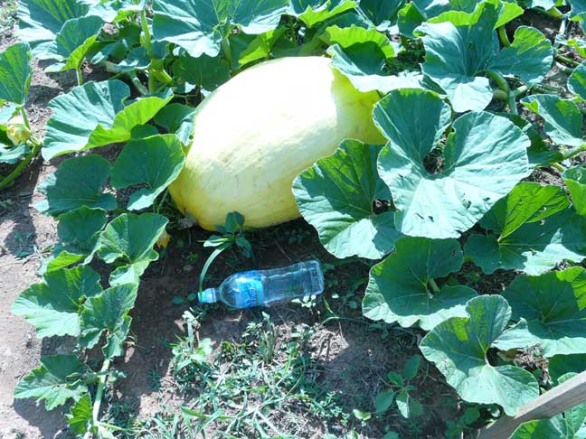 Giant Pumpkins