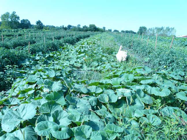 Tess in pumpkin field