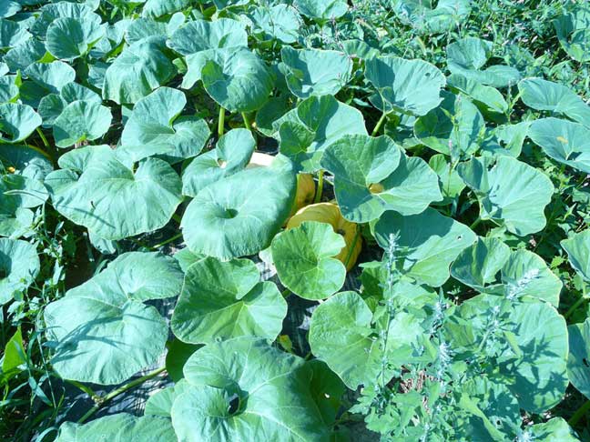 Georgia Bulldog pumpkin field