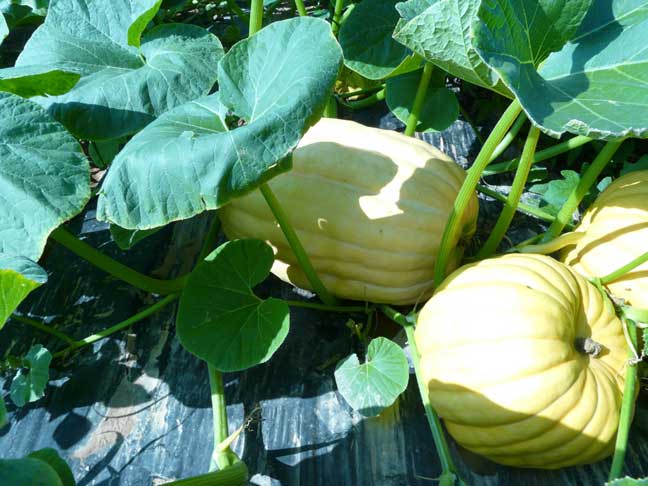 Georgia Bulldog pumpkins