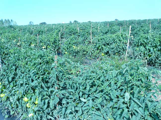 late tomato rows