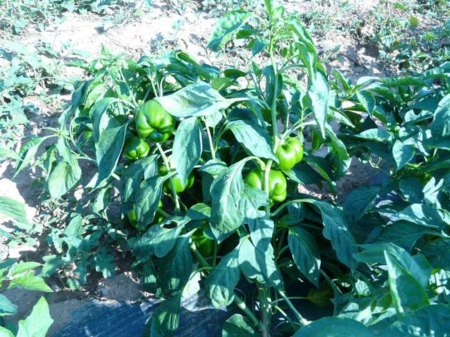 green peppers