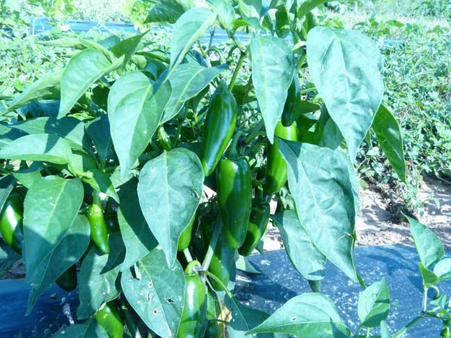 jalapeno peppers