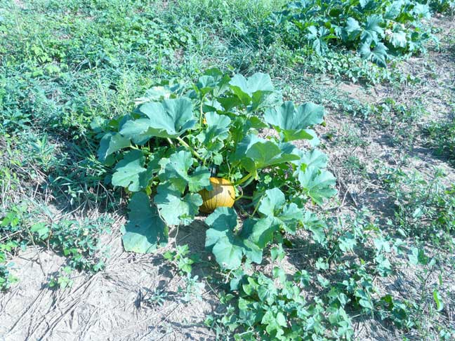 normal pumpkin in August