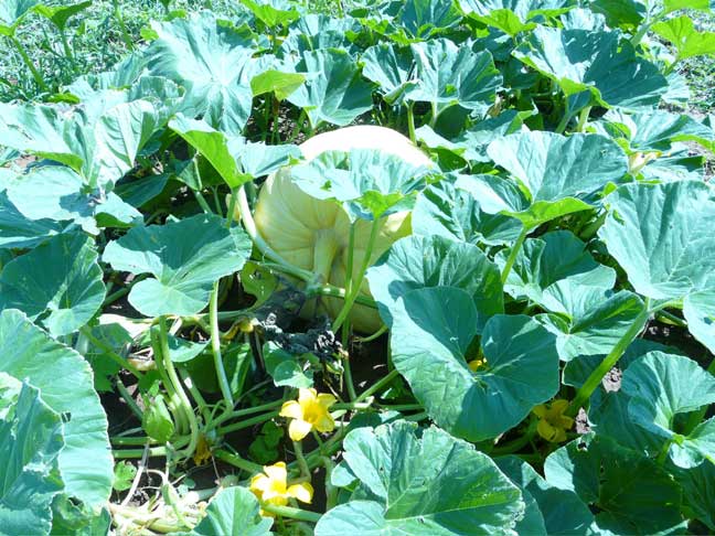 AG pumpkin with blossoms