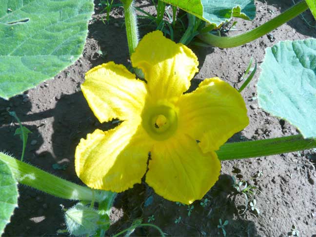 AG pumpkin with blossoms