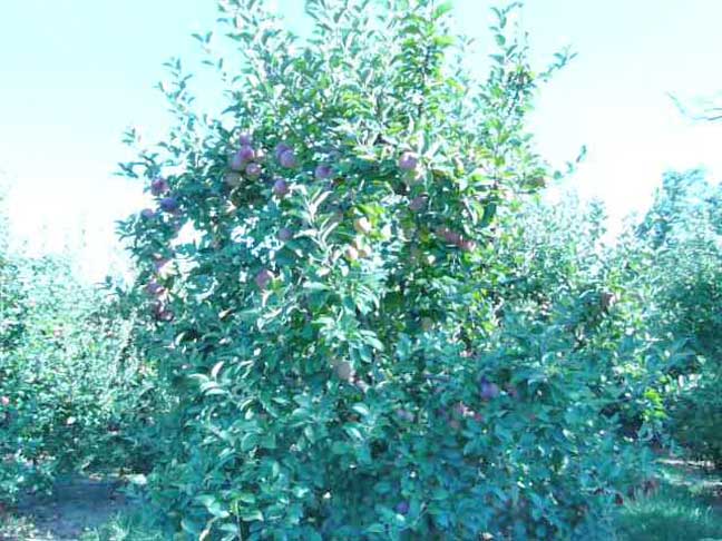 apple tree