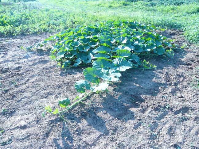 Giant pumpkin plant