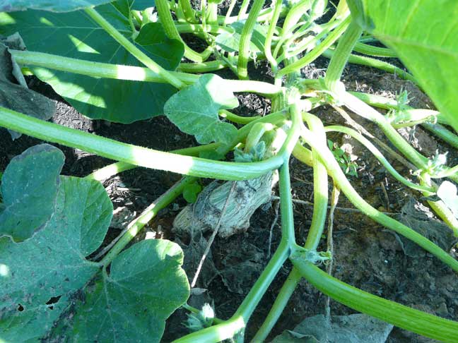 Giant pumpkin plant - main root