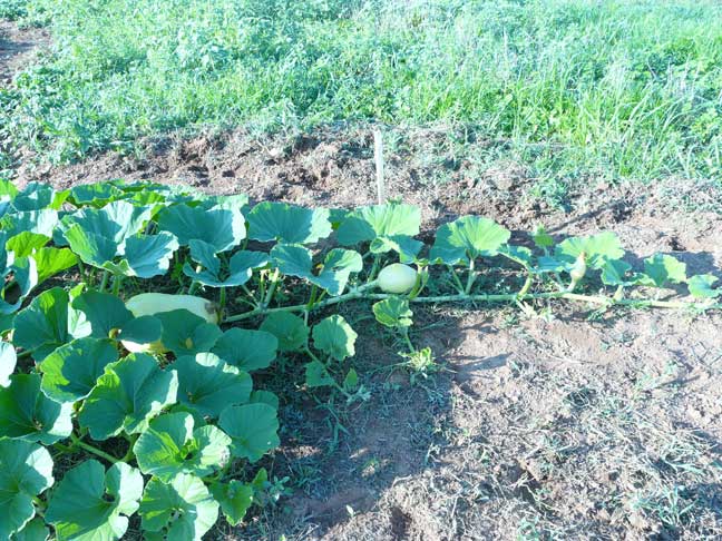 Giant pumpkin plant - 3 babies