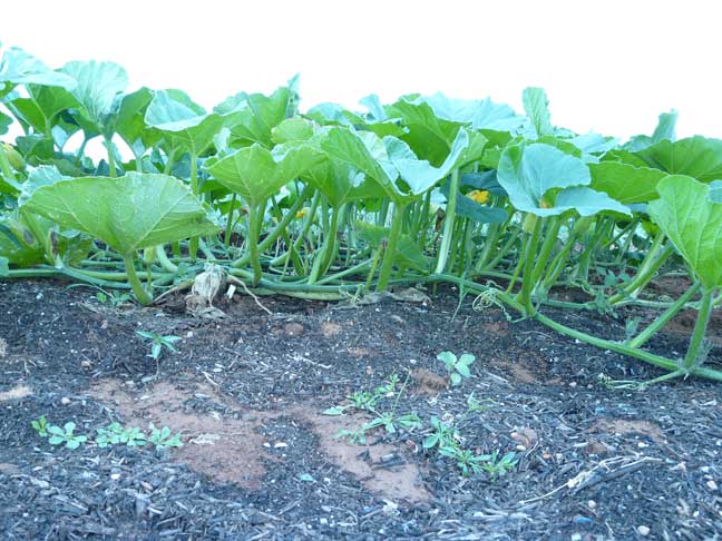 Giant pumpkin plant - vines