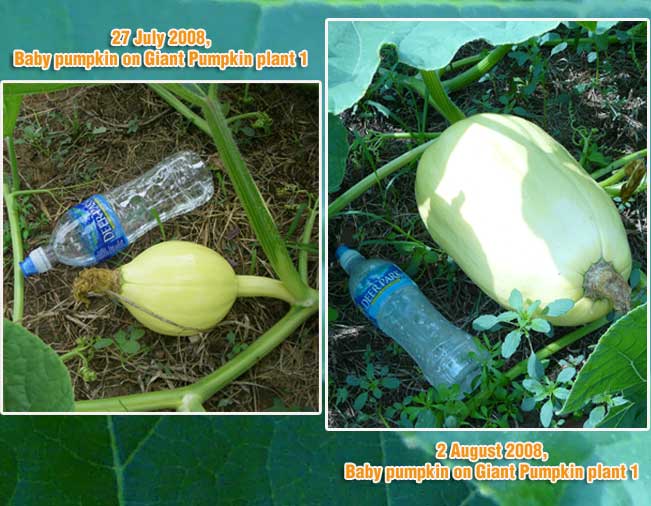 Giant pumpkin plant - growth