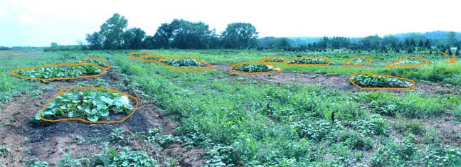 Giant pumpkin plant - view all label